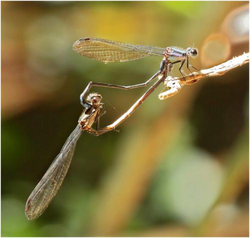Argia modesta
