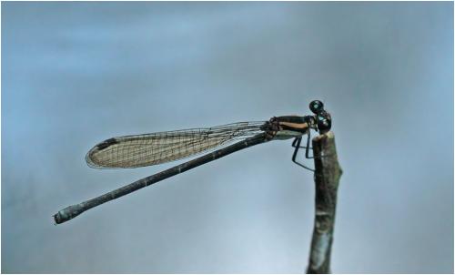 Argia modesta