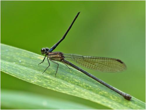 Argia modesta