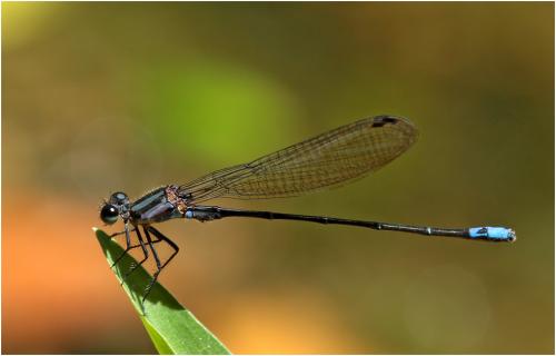 Argia modesta