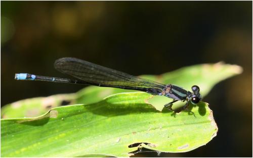 Argia modesta