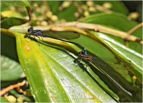 Argia modesta