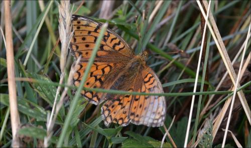 Argynnis niobe