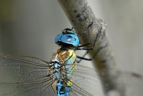 Aeshna affinis