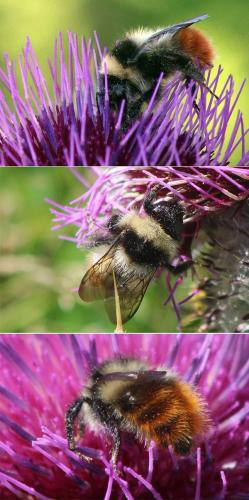 Bombus monticola rondoui