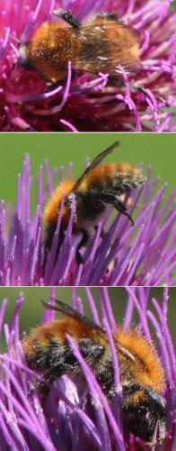 Bombus pascuorum
