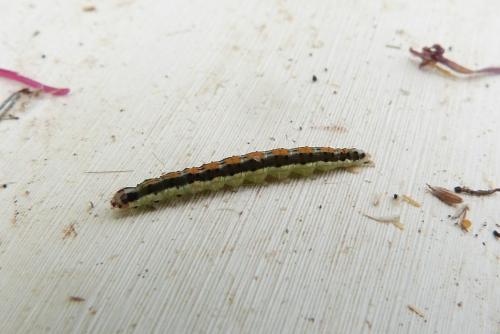 Ethmia quadrillella
