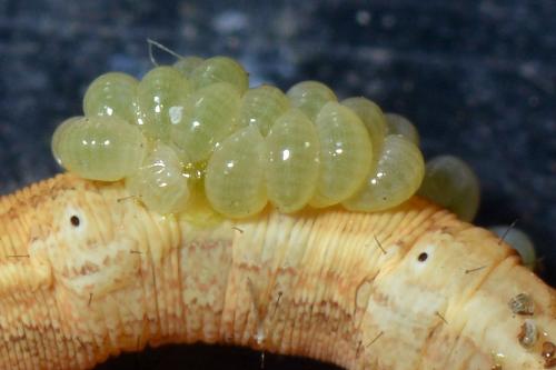 Euplectrus sp.