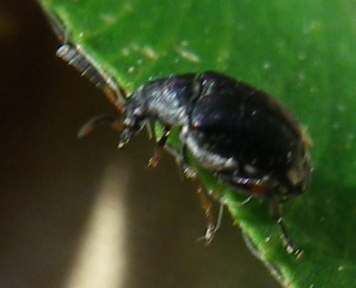 Bruchus sp.