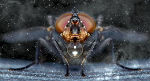 Calliphora vicina