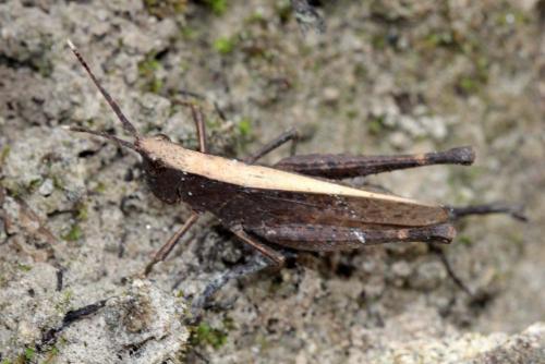 Phlaeoba antennata