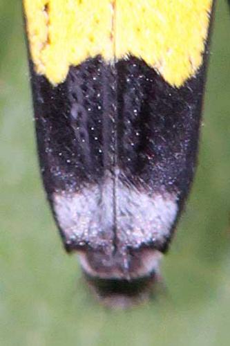 Glenea mouhoti