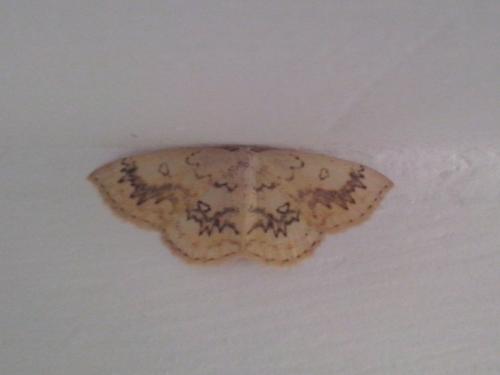 Réf. 147 128 : Cyclophora annularia