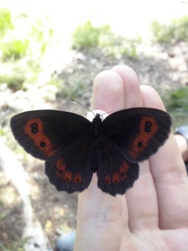 Erebia aethiops
