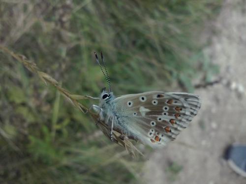 Polyommatus coridon