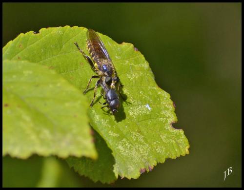 Choerades fimbriata