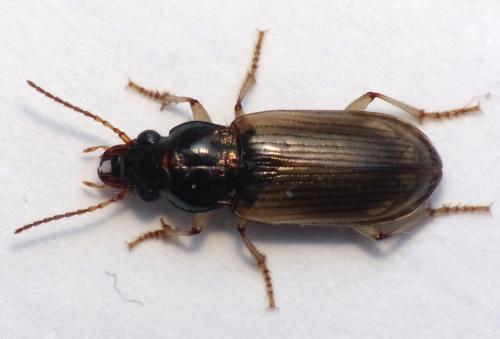 Réf. 147 033 : Pogonus pallidipennis