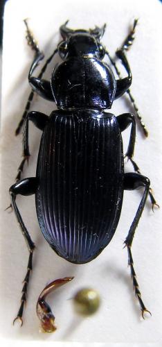 Réf. 147 228 : Poecilus lepidus