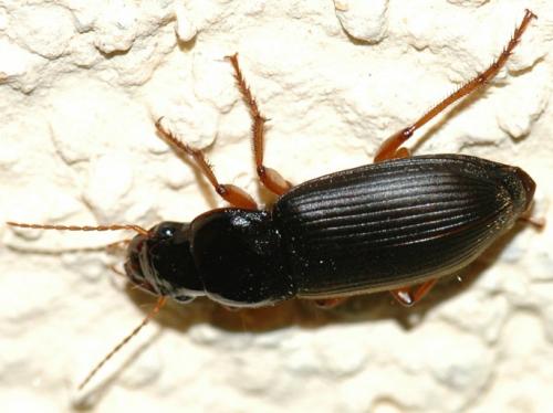 Pseudoophonus rufipes
