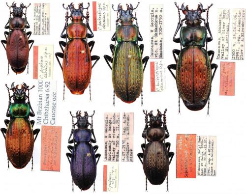 Réf. 147 927 : Carabus sp.