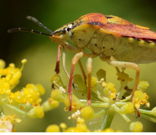 Réf. 147 811 : Carpocoris sp.
