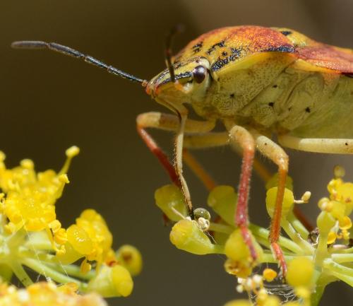 Réf. 147 817 : Carpocoris sp.
