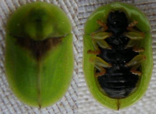 Réf. 147 286 : Cassida denticollis