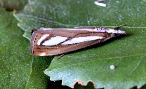 Catoptria sp.