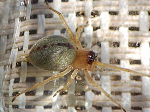 Réf. 147 816 : Cheiracanthium pelasgicum