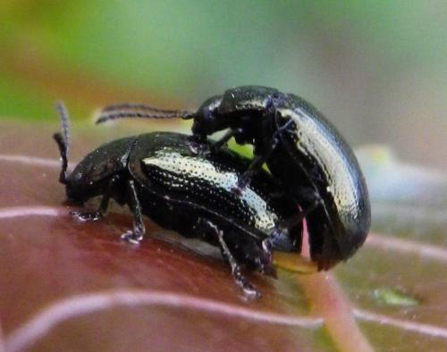 Phratora sp.
