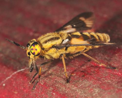 Réf. 147 102 : Chrysops relictus