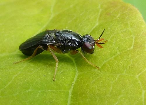 Chyliza extenuata