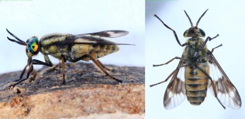 Réf. 147 612 : Chrysops relictus