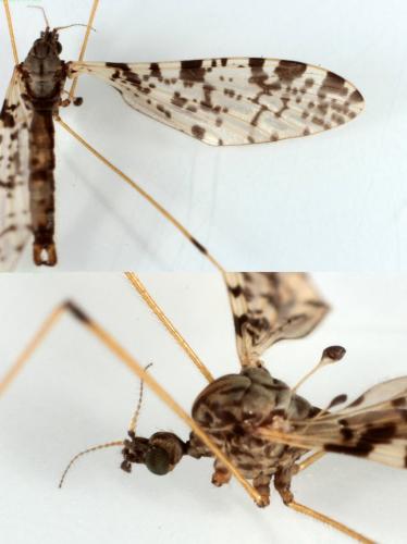 Eloeophila maculata