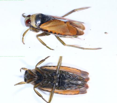 Notonecta glauca