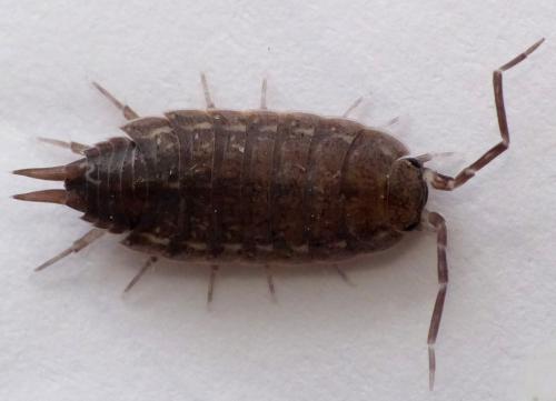Réf. 147 757 : Porcellionides sexfasciatus