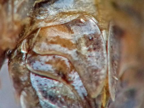 Réf. 147 825 : Porcellionides sexfasciatus