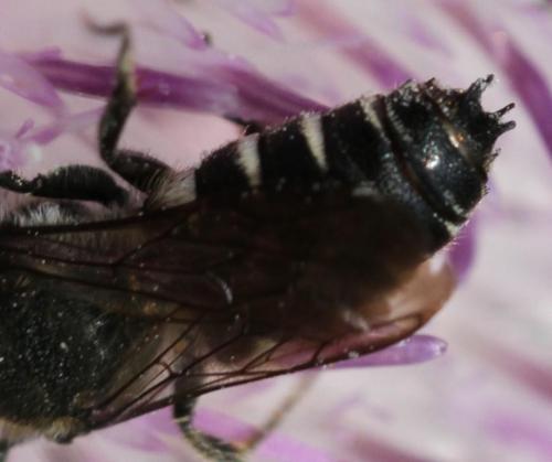 Coelioxys sp.