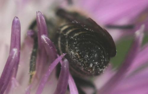 Coelioxys sp.