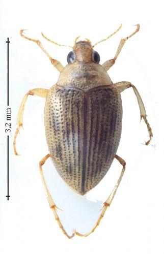 Haliplus laminatus