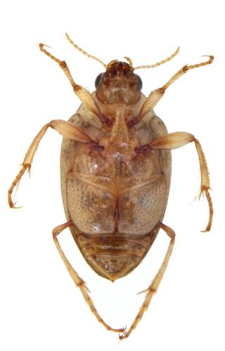 Haliplus laminatus