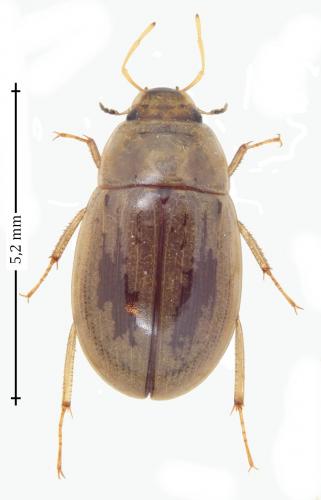 Réf. 147 964 : Helochares lividus