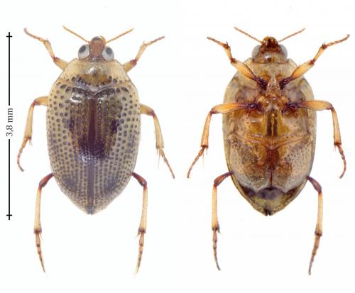 Peltodytes caesus