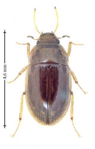Helochares punctatus