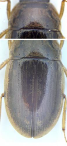 Réf. 147 962 : Helochares punctatus