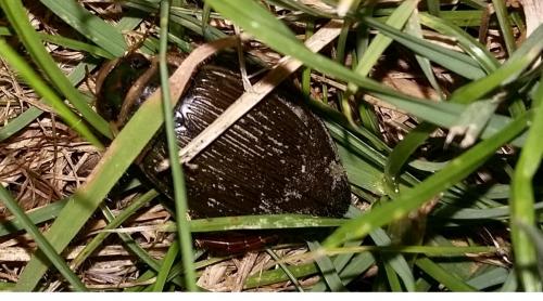 Dytiscus sp.