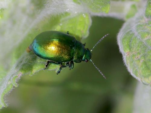 Chrysolina herbacea