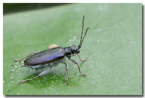Réf. 147 709 : Donacia crassipes