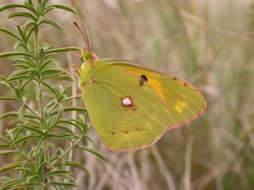 Colias sp.