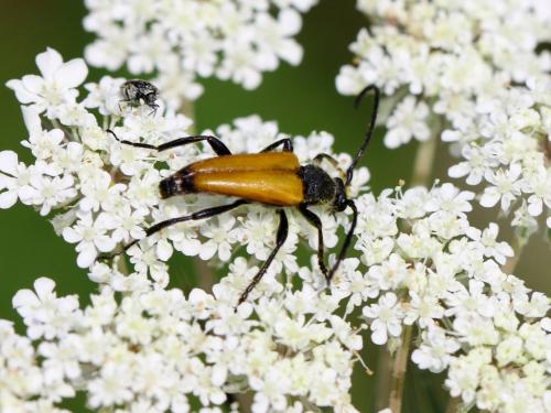 Stictoleptura fulva